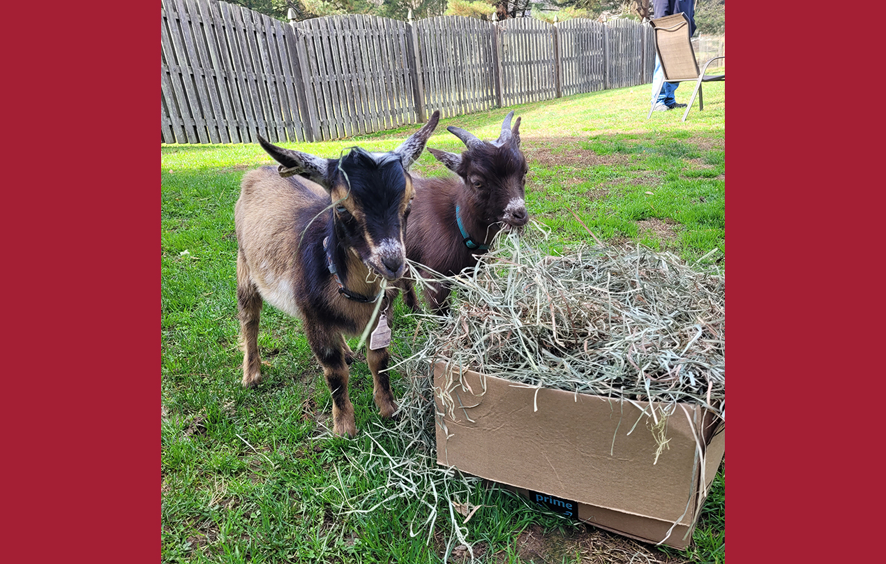 Image for Nothing speaks more of Emotional and Mental wellness than goaties! (Mental/Emotional)